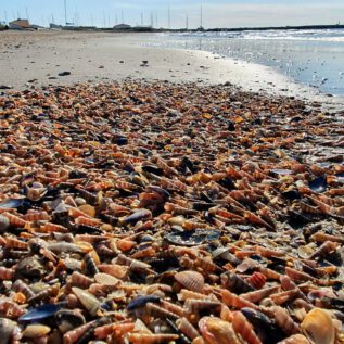 Saintes Maries de la Mer (FRA)