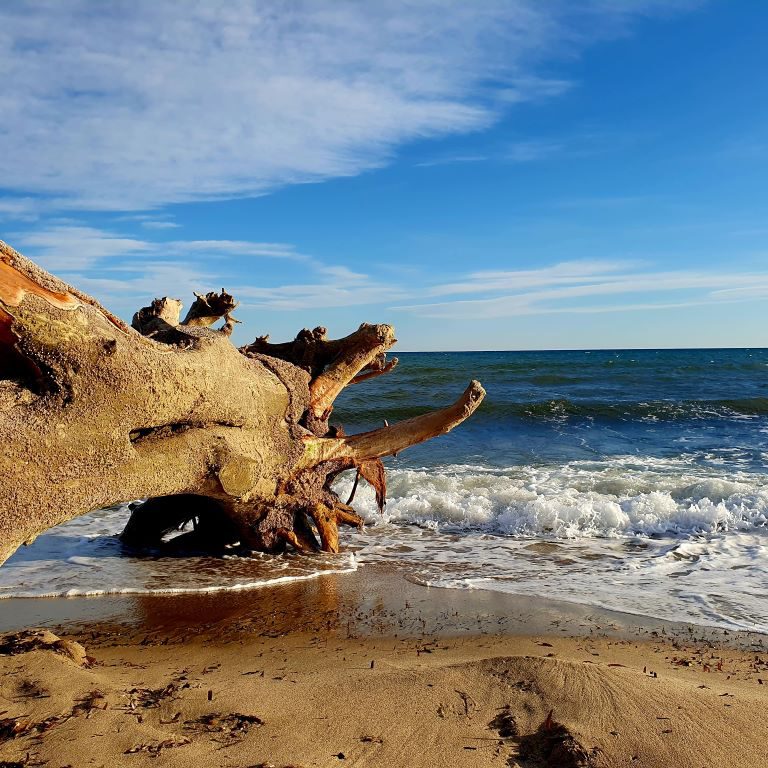Playa Dénia - a huge Tree Trunk was washed up on the BeacH