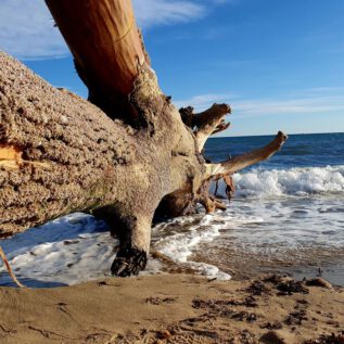Playa Dénia - a huge Tree Trunk was washed up on the BeacH