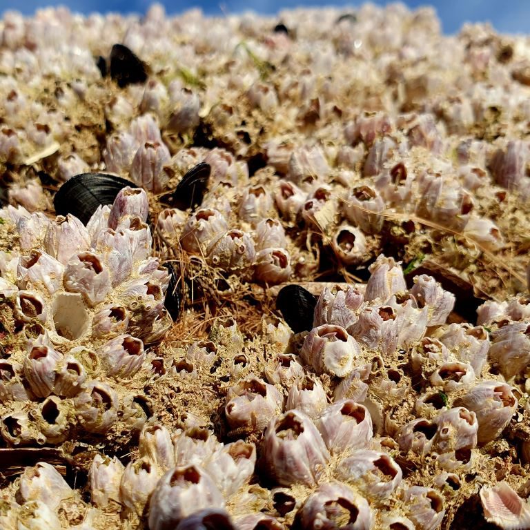 Playa Dénia -the Tree Bark is covered with ShellS