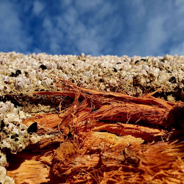 Playa Dénia -the Tree Bark is covered with ShellS