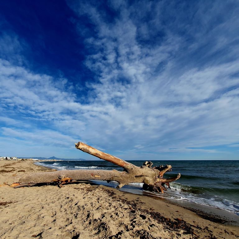 Playa Dénia - a huge Tree Trunk was washed up on the BeacH