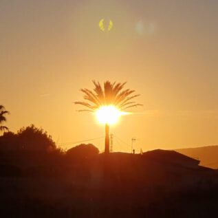 Playa Dénia Palm GloW