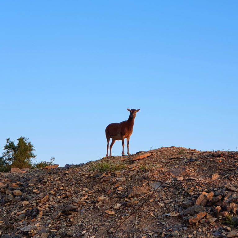 Bateria de Castillitos buenos días MuflóN