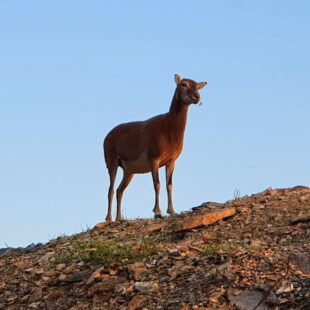 Bateria de Castillitos buenos días MuflóN
