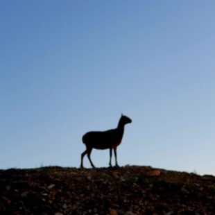 Bateria de Castillitos buenos días MuflóN