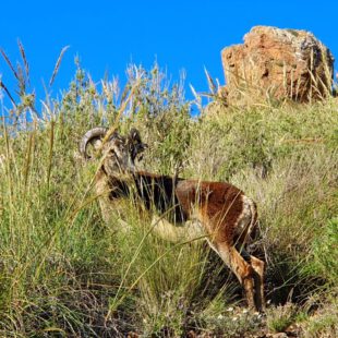Bateria de Atalayón/Castillitos adiós MuflóN