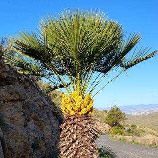 Bateria de Atalayón/Castillitos