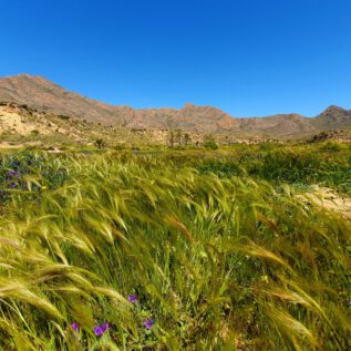 Av. Pedro López Meca The path of colorful contrasts ImpressionS