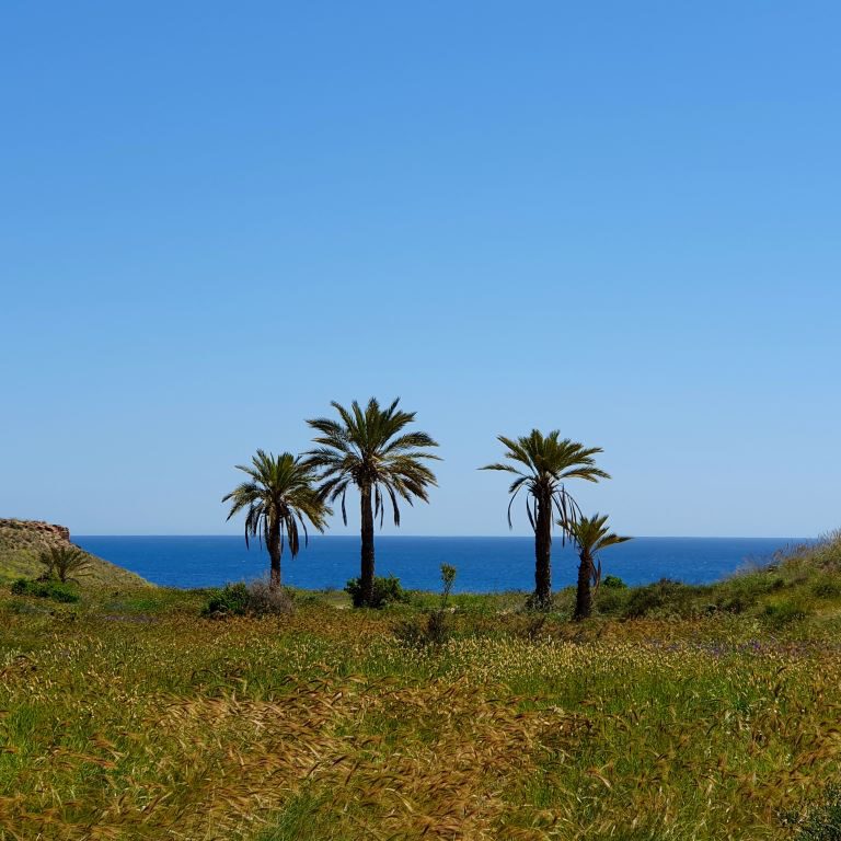 Av. Pedro López Meca The path of colorful contrasts ImpressionS