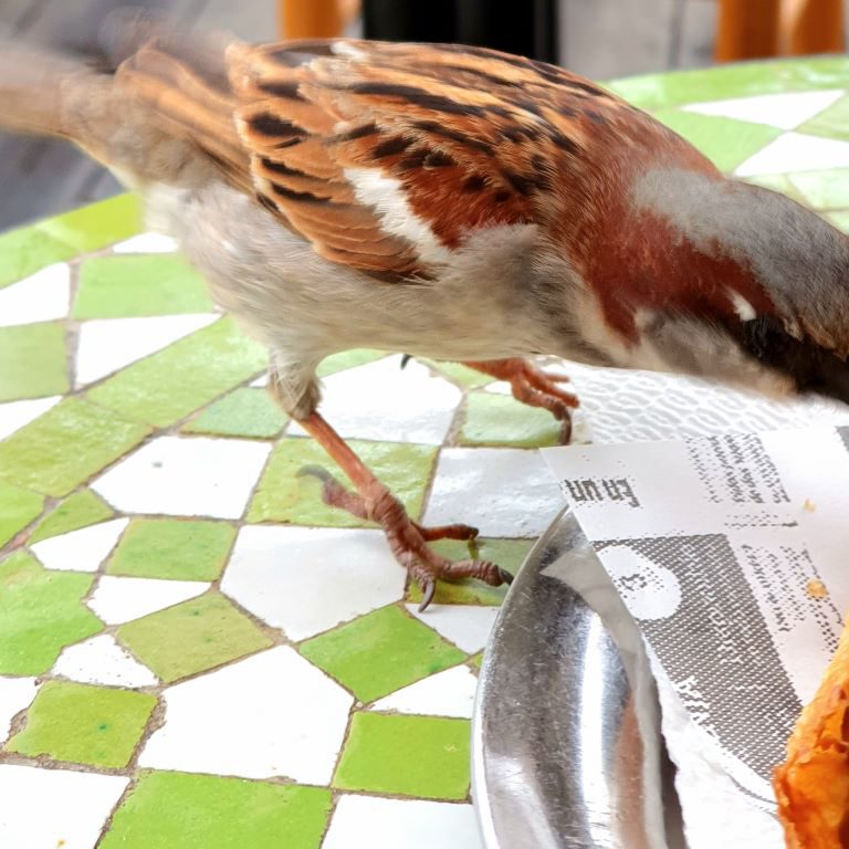 Las Negras TAKA TUKA (ES)