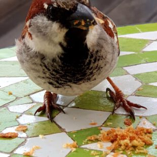 Las Negras TAKA TUKA (ES)