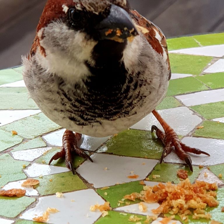 Las Negras TAKA TUKA (ES)