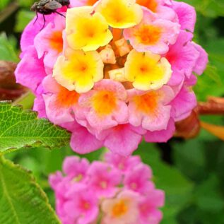 Playa del Negro (ES)