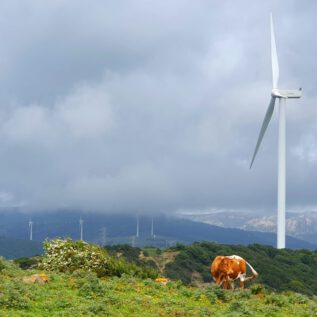 Parque Eólico la Locustur a- CowwoW