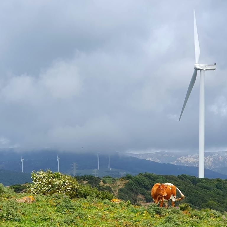 Parque Eólico la Locustur a- CowwoW