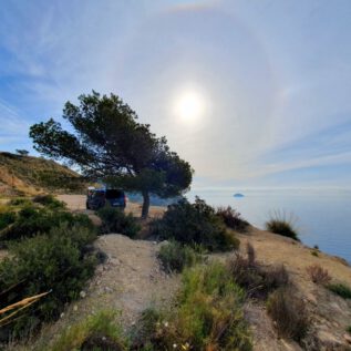 Halo - Spruce shaped by Cliff UpdrafT