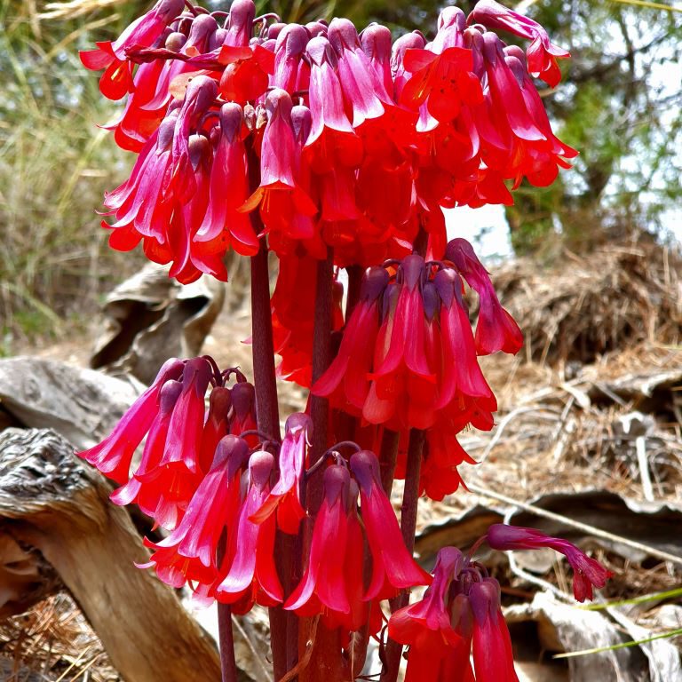 Villajoyosa by the waY