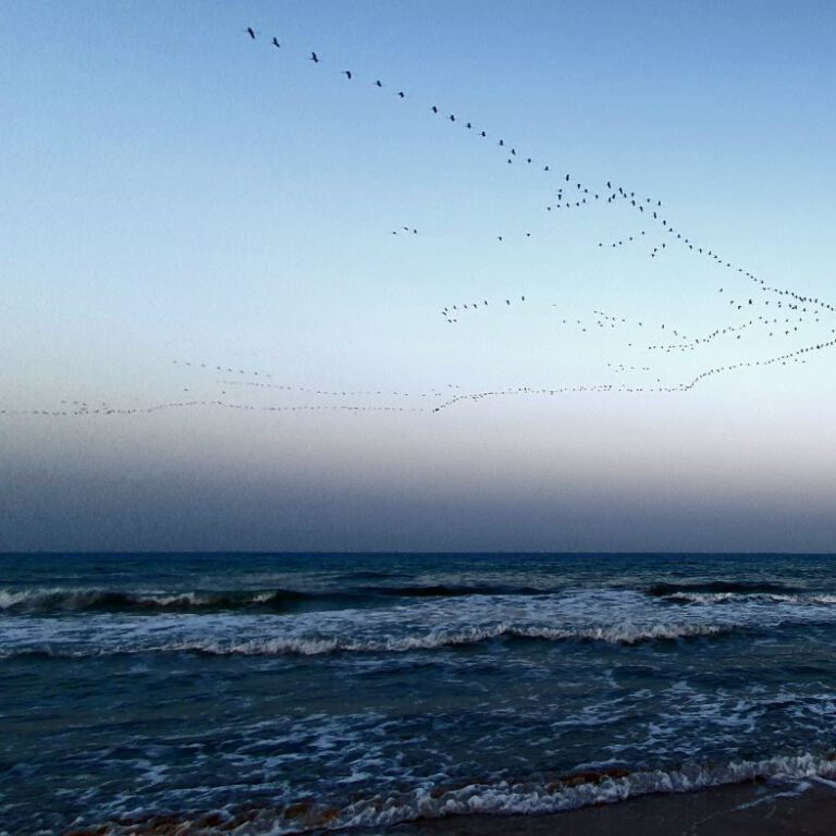 Dunes de la Marina Flamingo RoaD