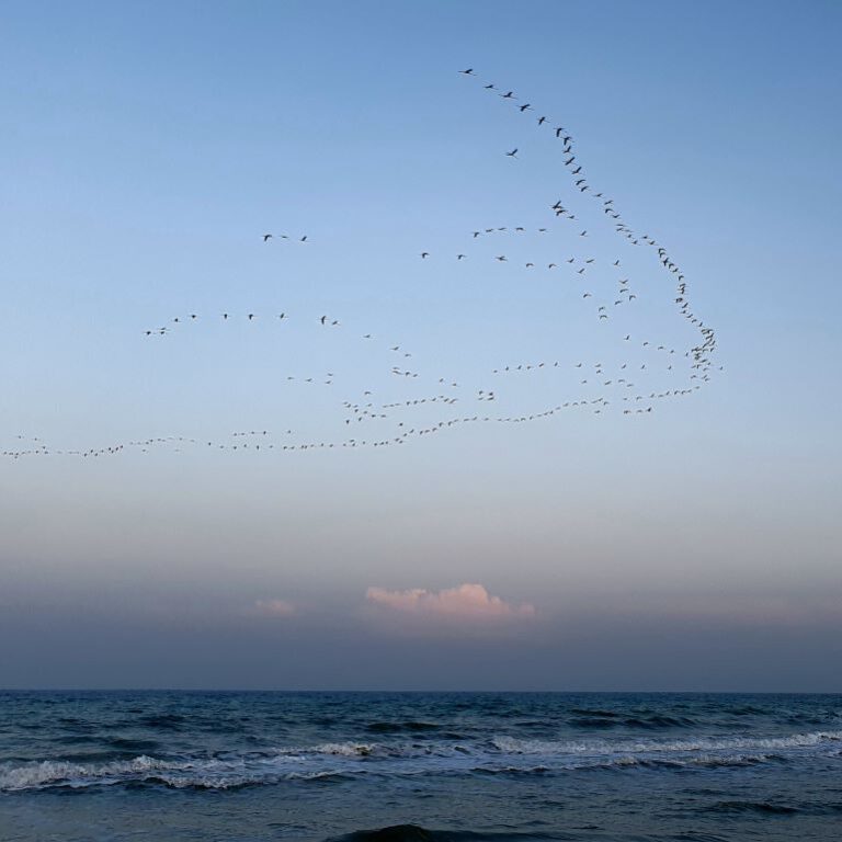 Dunes de la Marina Flamingo RoaD