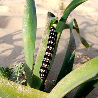 Dunes de la Marina Caterpillar Eating ManiA