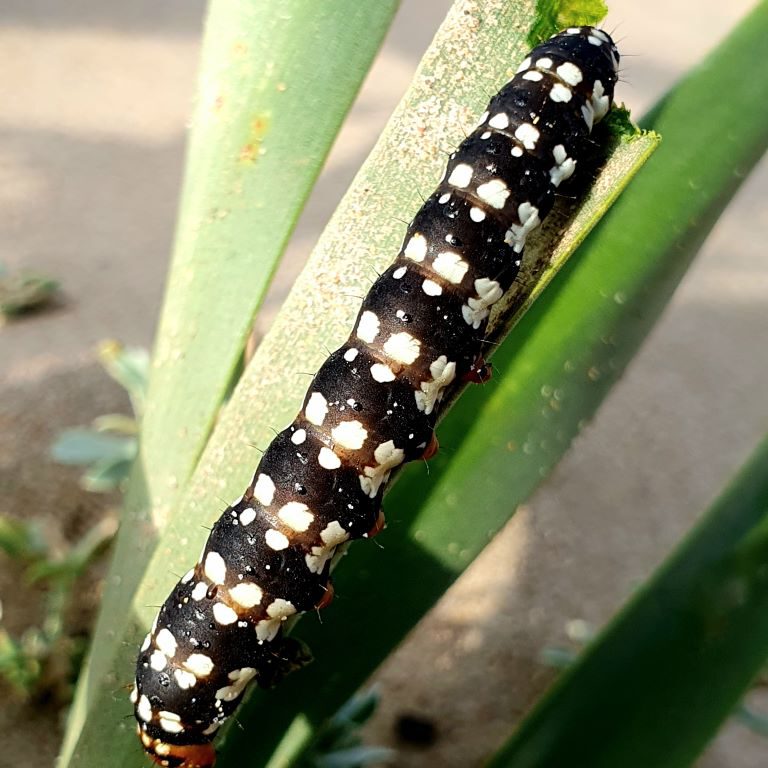 Dunes de la Marina Caterpillar Eating ManiA