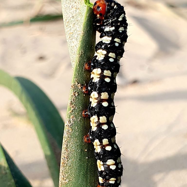Dunes de la Marina Caterpillar Eating ManiA