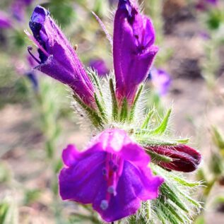 Dunes de la Marina ImpressionS
