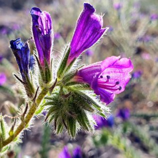 Dunes de la Marina ImpressionS