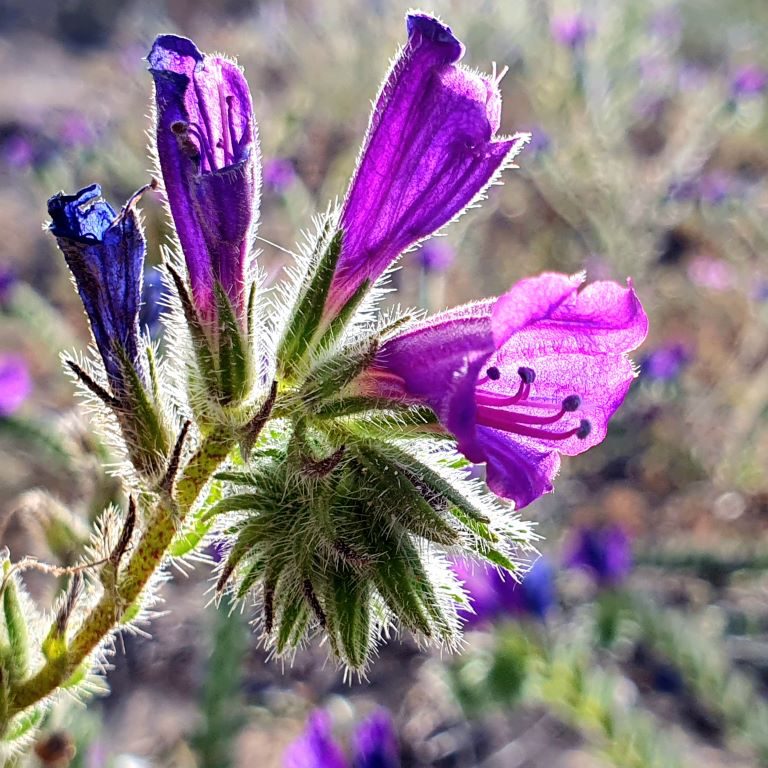 Dunes de la Marina ImpressionS