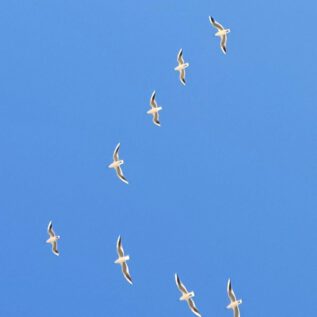 Dunes de la Marina Gull ImpressionS
