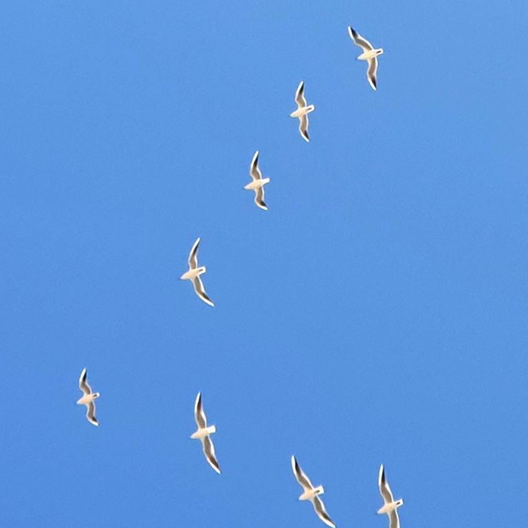Dunes de la Marina Gull ImpressionS