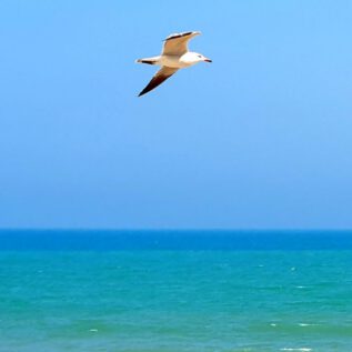 Dunes de la Marina Gull StudieS