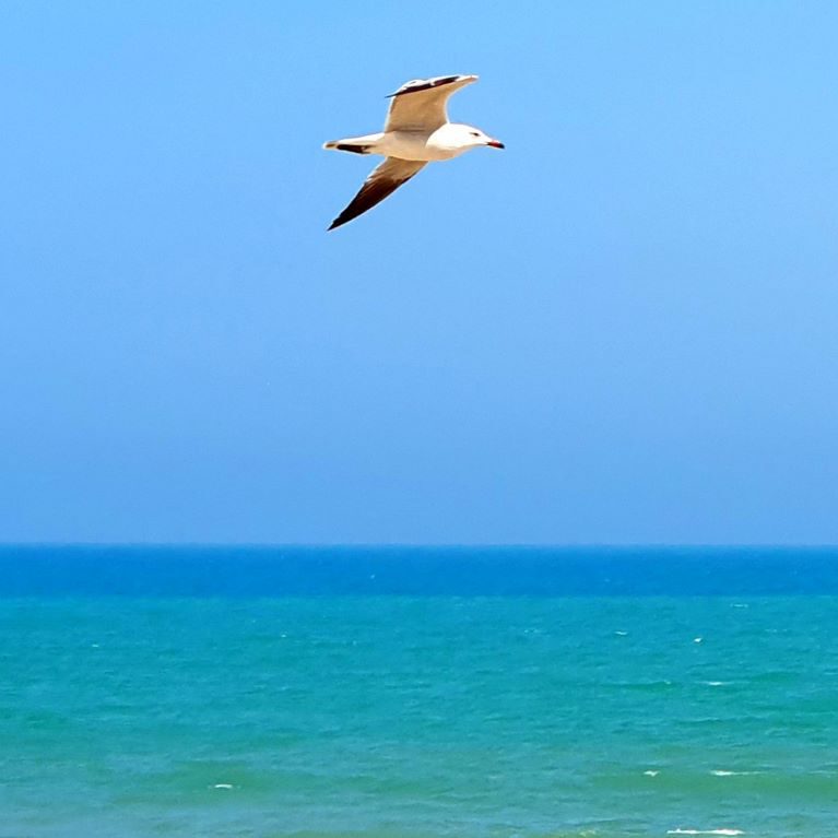 Dunes de la Marina Gull StudieS