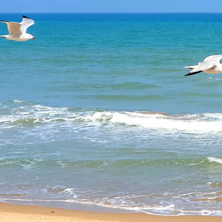 Dunes de la Marina Gull StudieS