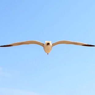 Dunes de la Marina Gull StudieS