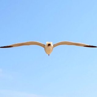 Dunes de la Marina Gull StudieS