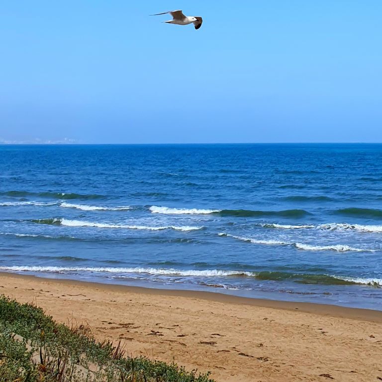 Dunes de la Marina Gull StudieS
