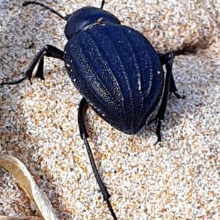 Big Darkling BuG running awaY