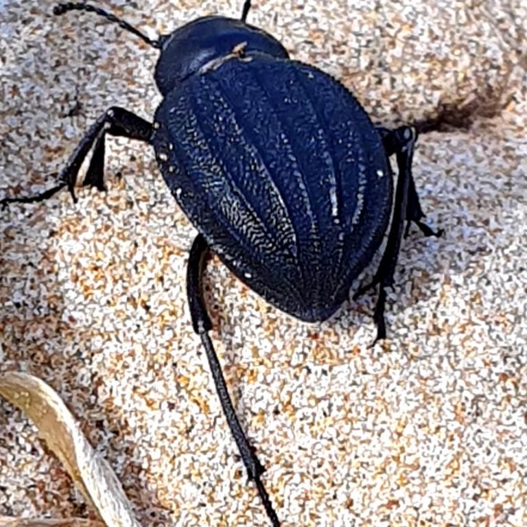 Big Darkling BuG running awaY