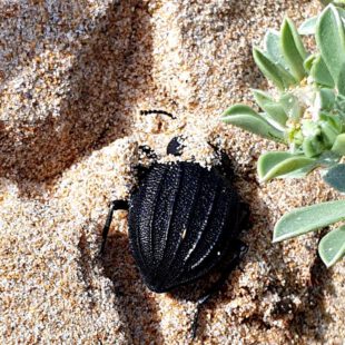 Big Darkling BuG buries himself in FeaR