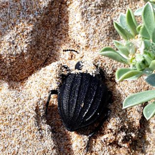 Big Darkling BuG buries himself in FeaR