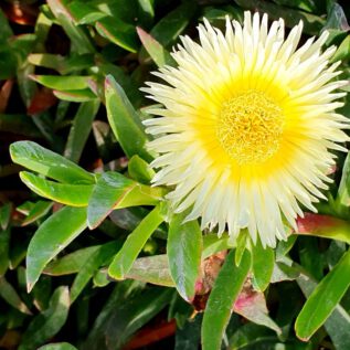 Dunes de la Marina Midday FloweR