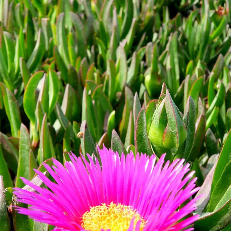 Dunes de la Marina Midday FloweR