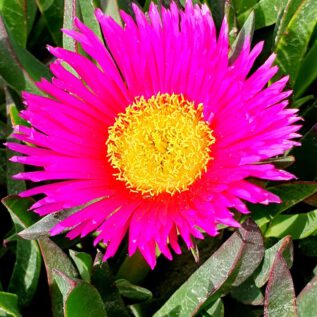 Dunes de la Marina Midday FloweR