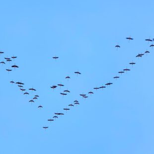 Dunes de la Marina Flamingo RoaD