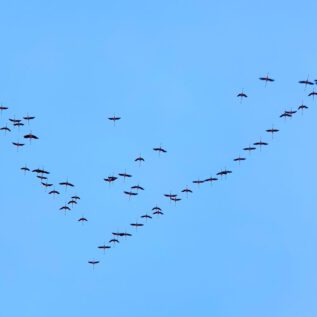 Dunes de la Marina Flamingo RoaD