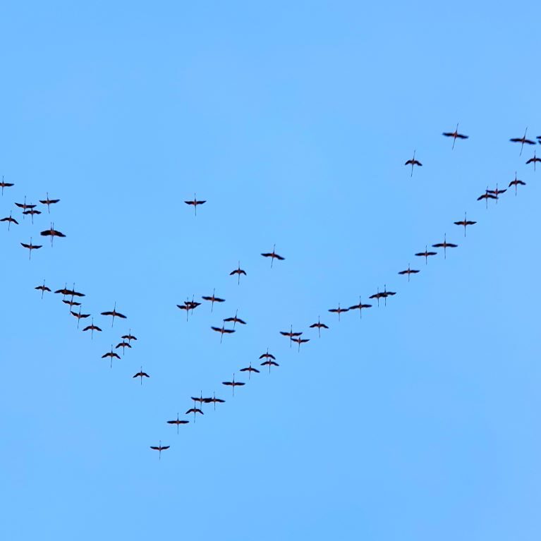 Dunes de la Marina Flamingo RoaD
