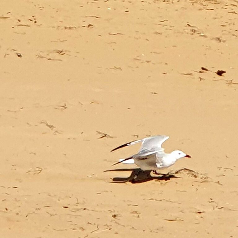 Flight Studies LandinG
