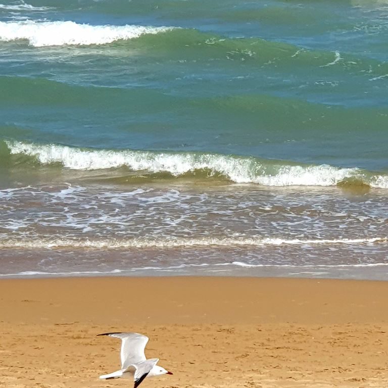 Flight Studies StarT